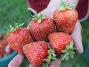  Strawberry Baby Elephant: Characteristics of the variety and cultivation features