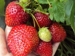  Strawberry Nightingale: description of the variety and cultivation features