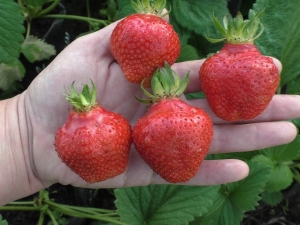  Wima Xima Strawberry: variety description and cultivation