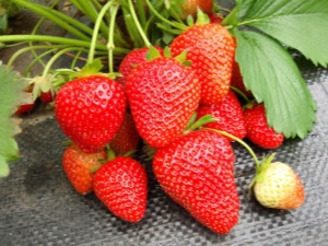  Wim Rin Strawberry: variety description and cultivation