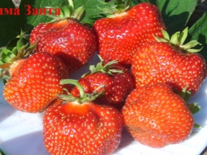  Strawberry Wim Zanta: variety description and agricultural technology