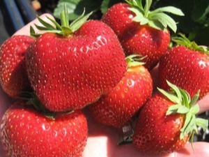  Strawberry Marshmallow: variety description and cultivation