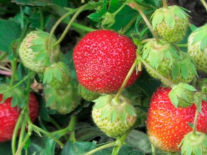  Strawberry Zeng Zengan: description of the variety and subtleties of cultivation