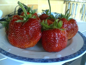  Strawberry Zenith: description and features of growing