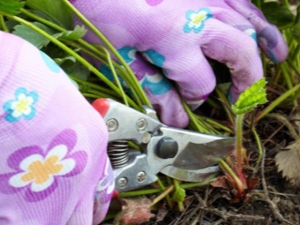  When and how to cut the strawberries after harvest?