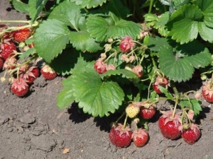  When to transplant strawberries and how to do it correctly?