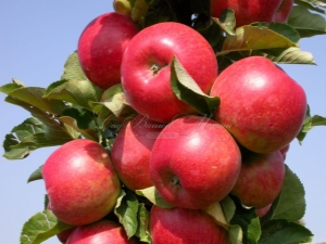  Colony Apple Arbat: A termesztés fajtájának jellemzői és jellemzői