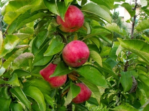  Colony Apple Vasyugan: description and cultivation of the variety