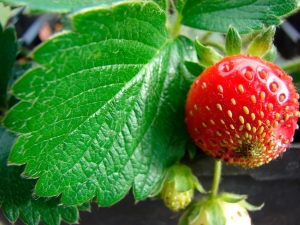  Strawberry treatment for spotting