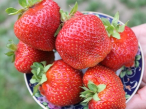  Description and cultivation of strawberry salsa