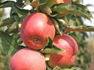  Description of a variety of the columnar apple Ostankino