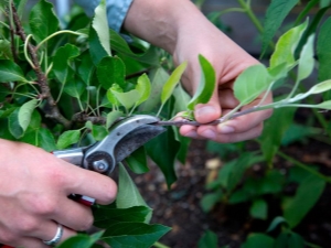  Features pruning Apple