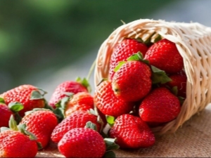  Features planting and care for strawberries