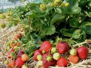  Features care for strawberries in the spring