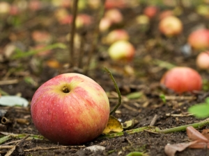  Why does an apple tree shed its fruits before they ripen and what to do?