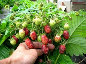  Why are strawberries clumsy, small, and what to do about it?