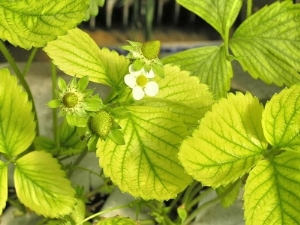  Why do strawberry leaves turn yellow and how to deal with this phenomenon?