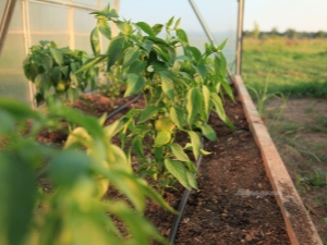  A paprika táplálása az üvegházban: mikor és milyen műtrágyák használhatók?