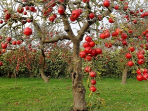  Damage to the bark of an apple tree: causes and ways to eliminate them