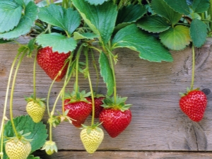 Rules for the care of strawberries during fruiting