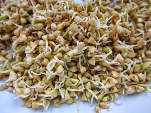  Sprouted buckwheat groats: benefits, harm and subtleties of use