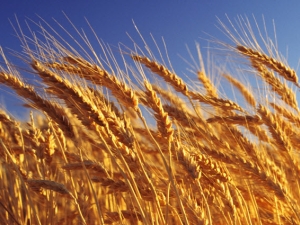  Wheat: calories and composition, benefits and harms