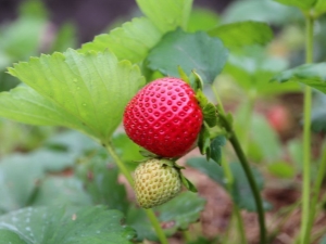  Repairing strawberries: growing and care