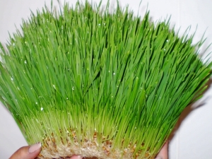  Wheat sprouts: the benefits and harm, tips on eating