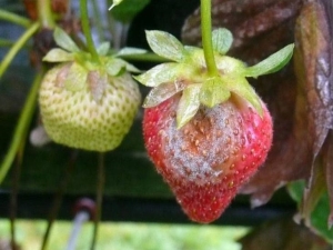  Gray rot on strawberries: causes of disease and methods of struggle