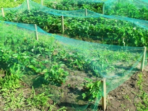  Grid for strawberries from birds: features of choice and installation, rules of operation