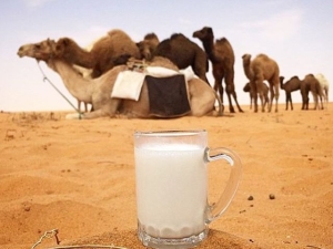  Properties and caloric content of camel milk