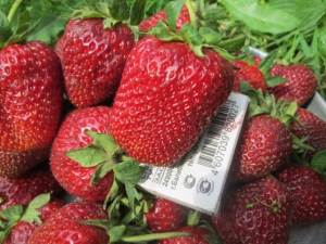  Technology cultivation varieties strawberries Vicoda