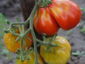  Tomato Japanese Truffle: variety description and cultivation process