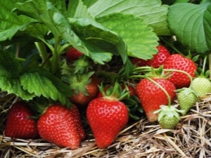  Strawberry care during flowering and fruiting