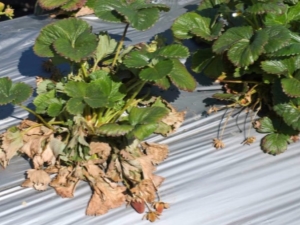  Verticillary wilting of strawberries: description and treatment of the disease, preventive measures