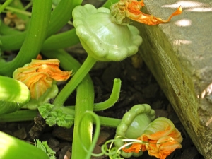  Growing squash in the open field