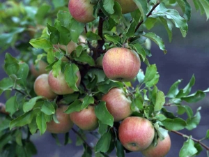  Apple-tree Bellefleur Chinese: description of the variety and agricultural technology