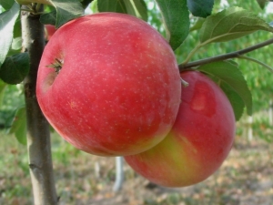  Apple tree Honey Crisp: description of the variety and cultivation