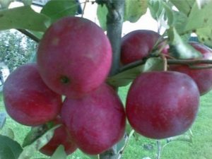  Apple tree Chinese Kerr: description of the variety and rules of cultivation