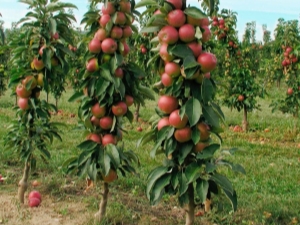  Colony-shaped apple for the Leningrad region: the rules of planting and care