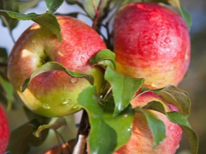  Apple tree Melba: description of the variety, variety and cultivation