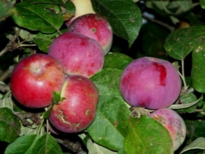  Apple Orlik: description of the variety and subtleties of cultivation