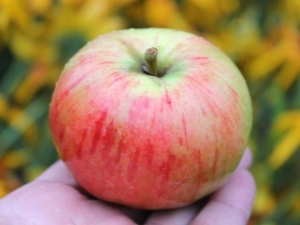  Apple Orlovim: variety description, planting and care