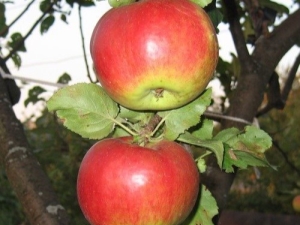  Zhigulevskoe apple varieties: description, planting and care