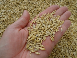  Barley grain: the benefits and harm of the product, especially germinated grain