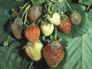  Strawberries dry and brown: causes and solutions