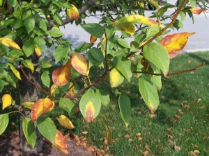  Yellow leaves in an apple tree: causes and treatment