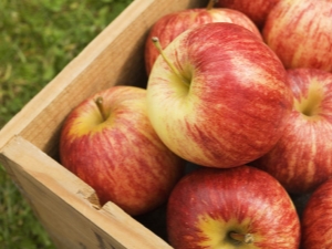  Winter apple varieties