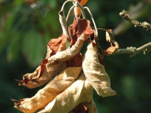  What to do if the leaves dry on an apple tree?