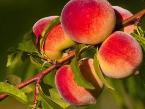  What can be cooked from peaches for the winter?